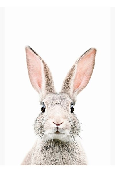 Universal Διακοσμητική Ξύλινη Αφίσα Ζωγραφικής με Κουνέλι