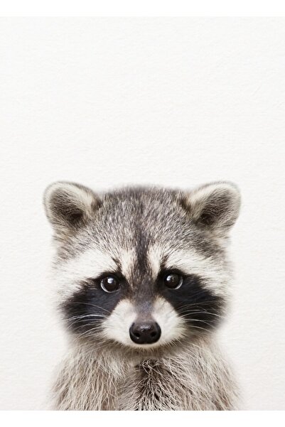 Universal Bebek Rakun, Bebek Hayvanlar Sanatsal Baskı Synplus Tablo Ahşap Poster Dekoratif