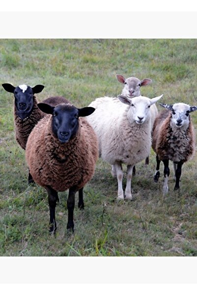 Universal Διακοσμητική ξύλινη αφίσα με ζωγραφική από τον Επιτροπέα Υποδοχής Π...