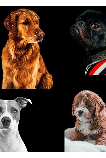 Universal Η αγάπη είναι φιλική προς τα ζώα, φιλική προς τους ανθρώπους, χαριτ...