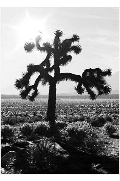 Universal U2 Joshua Tree Ξύλινη Διακοσμητική Αφίσα Ζωγραφικής