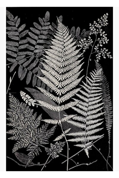 Universal Poster decorativ din lemn cu plante botanice