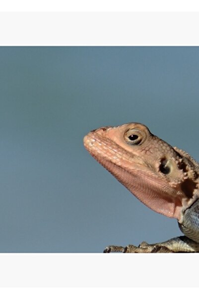 Universal Șopârla albastră - Kenya Africa Poster decorativ din lemn pictat