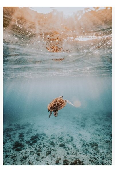 Universal Διακοσμητική Ξύλινη Αφίσα Ζωγραφικής με Θαλάσσια Χελώνα