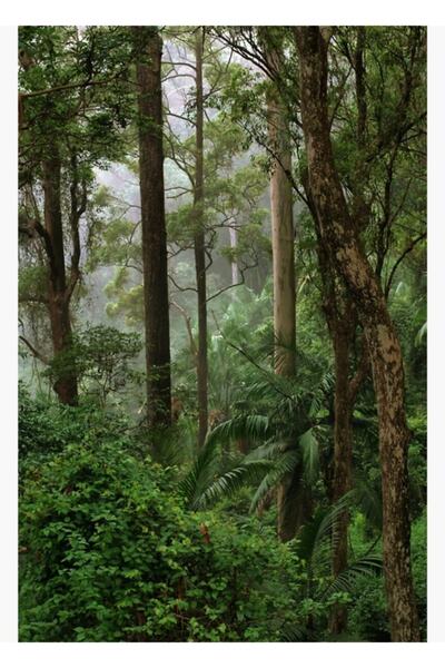 Universal Εικόνα του Τροπικού Δάσους, Ξύλινη Διακοσμητική Αφίσα