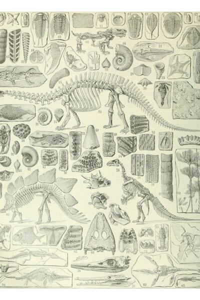 Universal Pictură cu fosile Poster din lemn decorativ