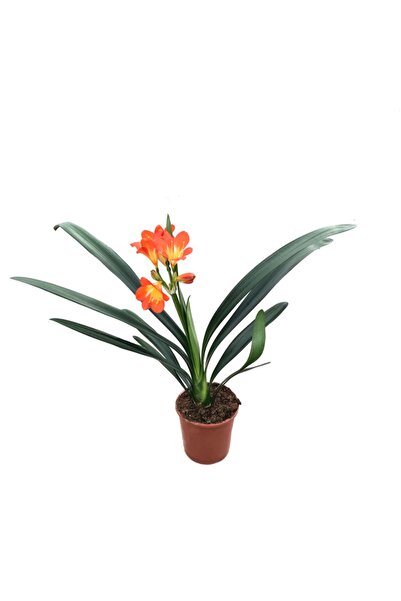 Betonish Clivia Miniata (KLİVYA ÇİÇEĞİ)