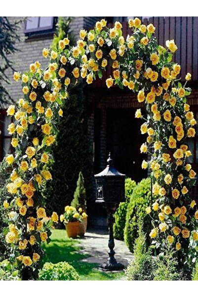 Genel Markalar 1 Adet Gül Fidanı Sarı Açık Kök Kokuku Yediveren Sarmaşık