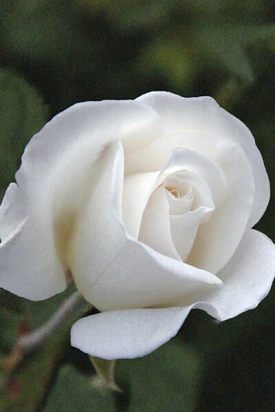 Genel Markalar 2 Adet Gül Fidanı Kar Beyazı Açık Kök Kokuku Yediveren