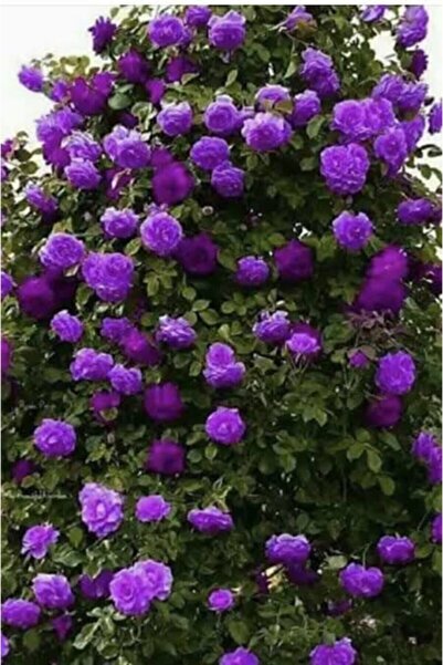 Genel Markalar 1 Adet Gül Fidanı Mor Açık Kök Kokuku Yediveren Sarmaşık