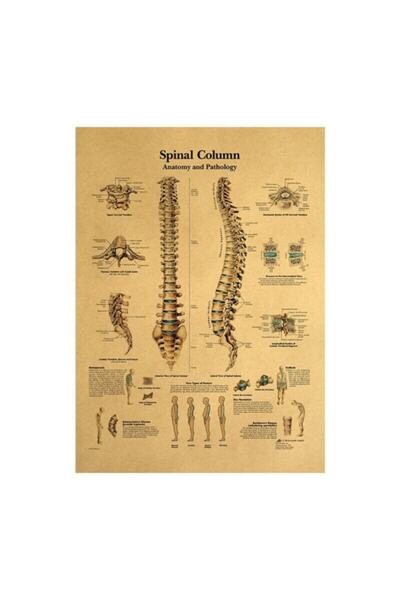 Caph Design Omurga Anatomisi Vintage Kraft Poster - 33x48cm
