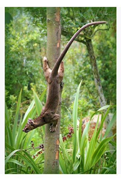 Universal Poster decorativ din lemn Fossa Tablo