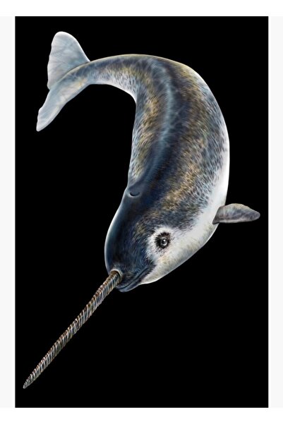 Universal Διακοσμητική ξύλινη αφίσα με θέμα τον θαλάσσιο ρινόκερο