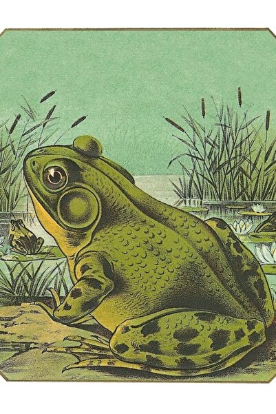 Universal Διακοσμητική Ξύλινη Αφίσα Ζωγραφικής με Βάτραχο