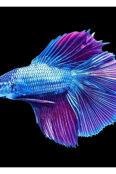 Universal Poster decorativ din lemn cu pește Betta albastru smarald