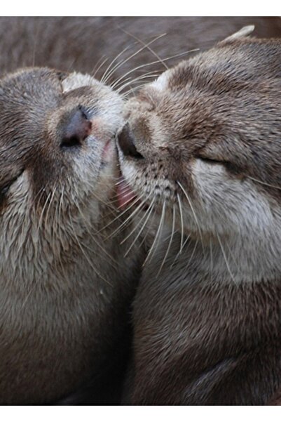 Universal Sevgi Dolu Su Samurları Öpüşme Tablo Ahşap Poster Dekoratif