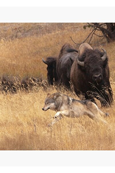 Universal Όχι ακόμα!... Ακόμα ξεχαιριζόμαστε! Ξύλινη διακοσμητική αφίσα τέχνης.