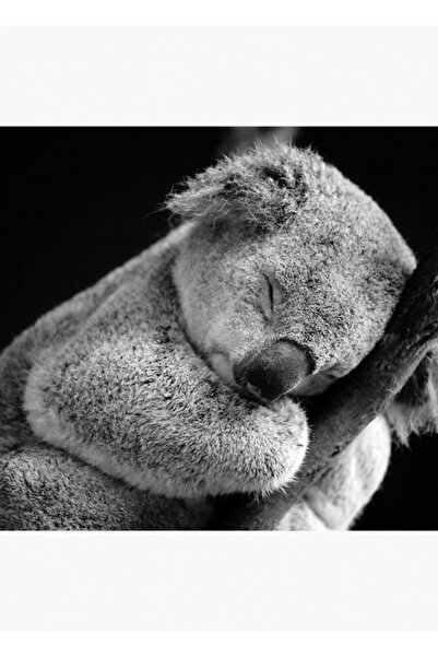 Universal Beni Daha Sonra Uyandır - Uyuyan Koala Tablo Ahşap Poster Dekoratif