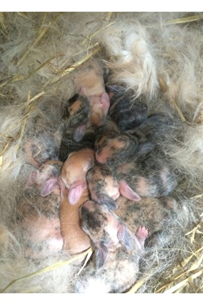 Universal Harlequin Tavşan Bebek Tavşan Yuvası Tablo Ahşap Poster Dekoratif