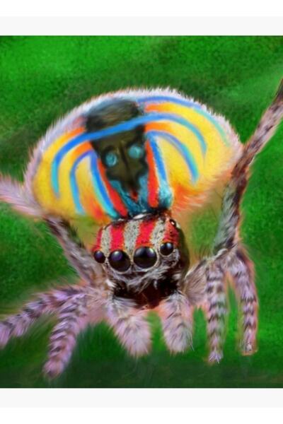 Universal Păun săritor pe păianjen, tablou decorativ din lemn, poster decorativ