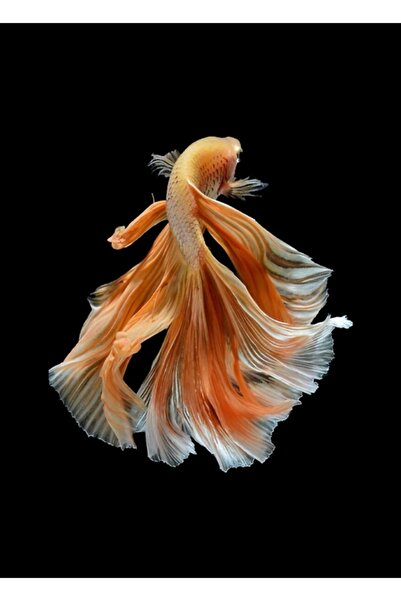 Universal Güzel Siyam Mücadele Balığı Tablo Ahşap Poster Dekoratif