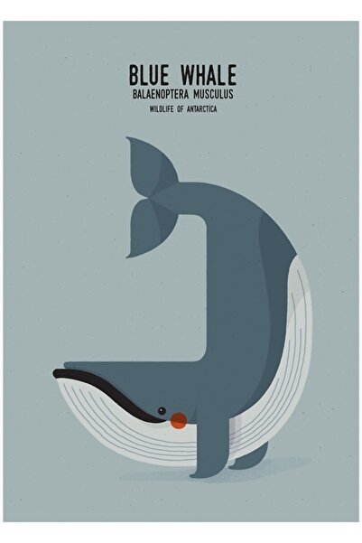 Universal Μπλε φάλαινα, Ανταρκτική άγρια ζωή, Ξύλινη διακοσμητική αφίσα