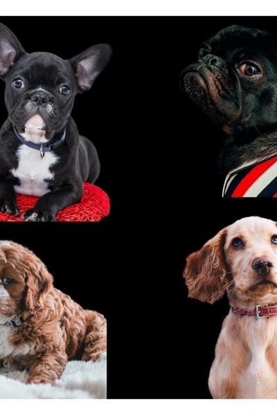 Universal Αγαπώντας τα ζώα είναι να είσαι ανθρωπιστικός και ευγενικός Χαριτωμ...