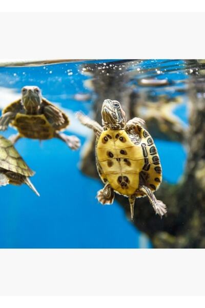 Universal Mavi Okyanus Deniz Kaplumbağası - Yaz Deniz Yüzen Kaplumbağa Tablo Ahşap Poster Dekoratif