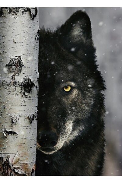 Universal Декоративен дървен плакат с картина на северноамерикански сив вълк