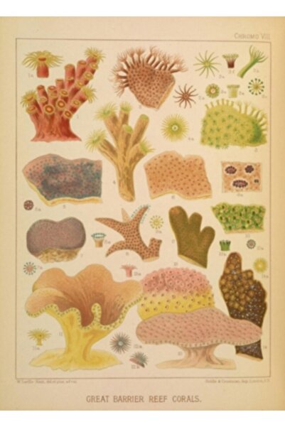 Universal Διακοσμητική ξύλινη αφίσα με ζωγραφική σε στυλ φυσιογραφικού κοραλλ...