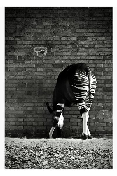 Universal Poster decorativ din lemn Okapi