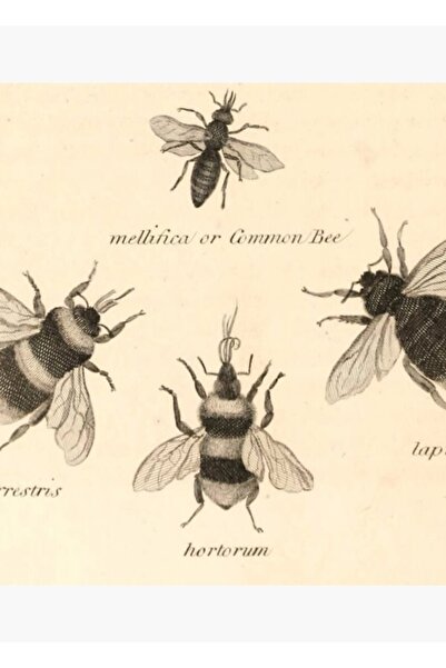 Universal Poster decorativ din lemn cu albine naturaliste