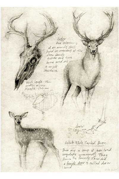 Universal Διακοσμητική Ξύλινη Αφίσα με θέμα το Ελάφι