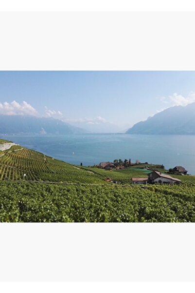 Universal Διακοσμητική ξύλινη αφίσα με ξύλινο πίνακα με θέμα τους αμπέλους το...