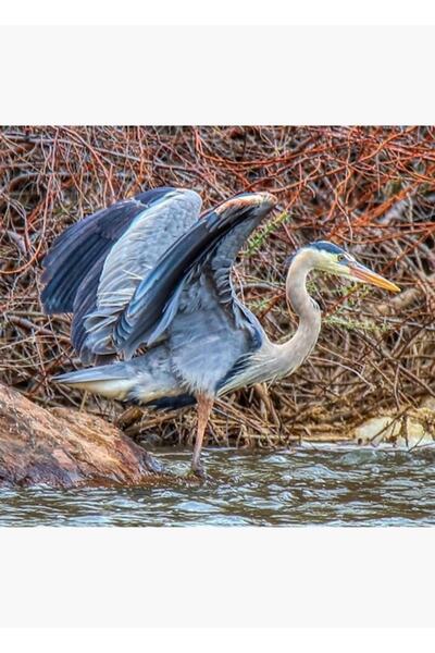 Universal Poster decorativ din lemn cu picături de rândunică albastră cu aripi