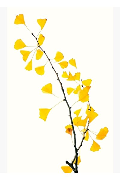 Universal Φύλλα Gingko Biloba Φύλλα δέντρου Gingko Κλαδιά-κίτρινα φύλλα Ξύλιν...