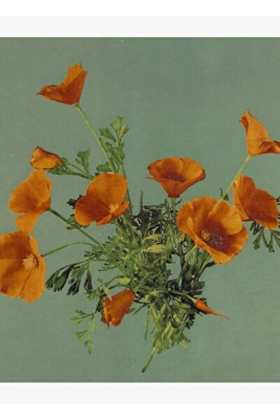 Universal Διακοσμητική ξύλινη αφίσα με εικονογράφηση Καλιφόρνιας με παπαρούνες