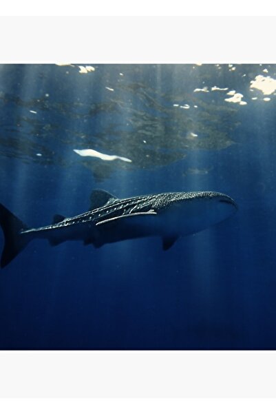 Universal Poster decorativ din lemn cu pictură cu rechin-balenă