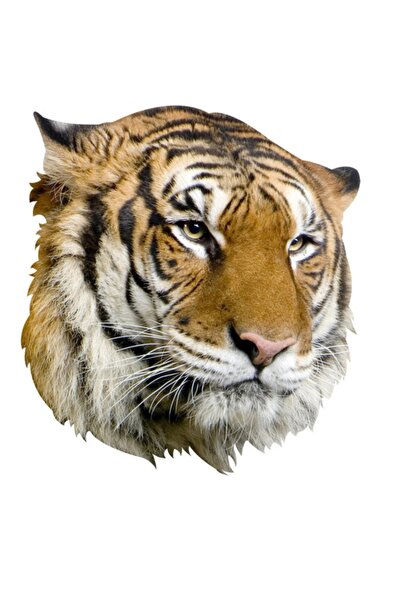 TSC Autocolant pentru mașină de familie Tiger Autocolant de lipire 17cm H1