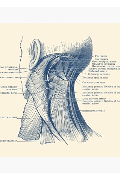 Universal Boyun Kas Sistemi Diyagramı Tablo Ahşap Poster Dekoratif