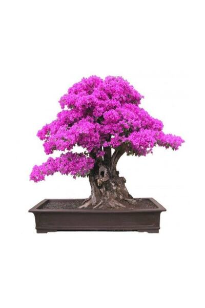 Tohumcumm Bodur Mersin Bonzai Ağacı Tohumu 5 Adet Bonsai Ağacı Tohumu