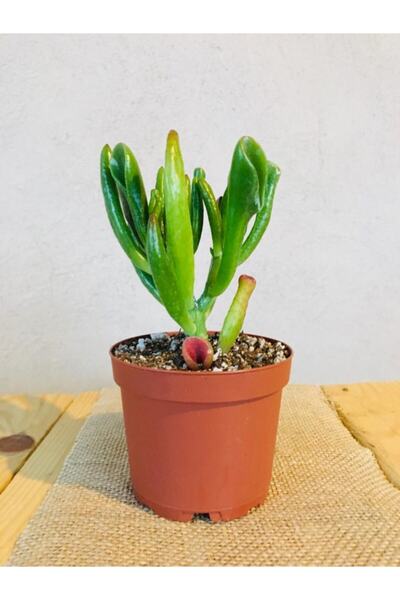 SUKULENTİSTANBUL Crassula Ovata Gollum Shrek Kulağı Sukulent 8.5cm Saksıda