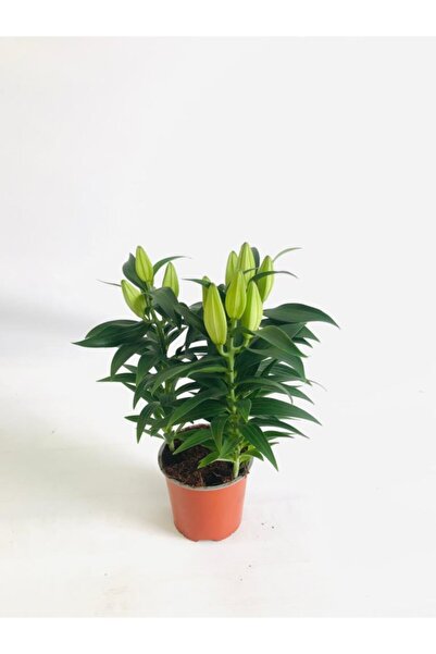 fidanova Lilyum, 17cm Saksıda Renk