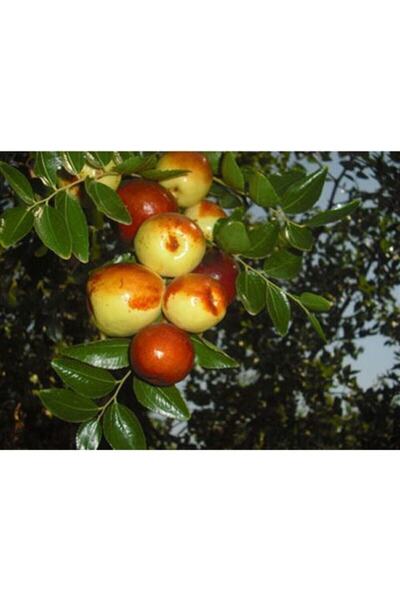 Genel Markalar Tüplü Fidan Iri Meyveli Hünnap Fidanı