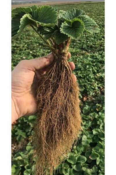 Ucuzluk Diyarı 10 Adet Aromas Çilek Fidesi Taze Söküm Ve Açık Köktür Garantil...