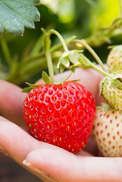 Cilekdiyari 50 Adet Albion Çilek Fidesi Açık Kök Ve Taze Söküm Garantili