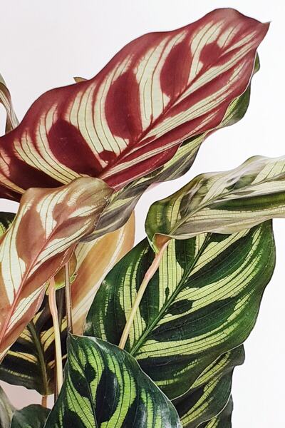 Cemre Garden Calathea Makoyana - Tavus Kuşu Dua Çiçeği Midi - Ev Ofis Salon Iç Mekan Bitkisi - 30 Cm