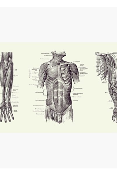 Universal Ανδρικό μυϊκό σύστημα του άνω μέρους του σώματος - Πολλαπλές εμφανί...