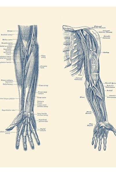 Universal Kol Ve El Şeması - Çift Görünüm - Vintage Anatomi Tablo Ahşap Poste...