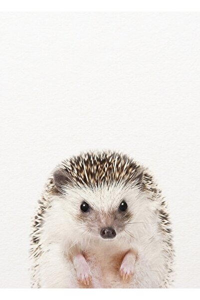 Universal Baby Hedgehog Baby Animals Print artistic Synplus Tablo Poster din ...